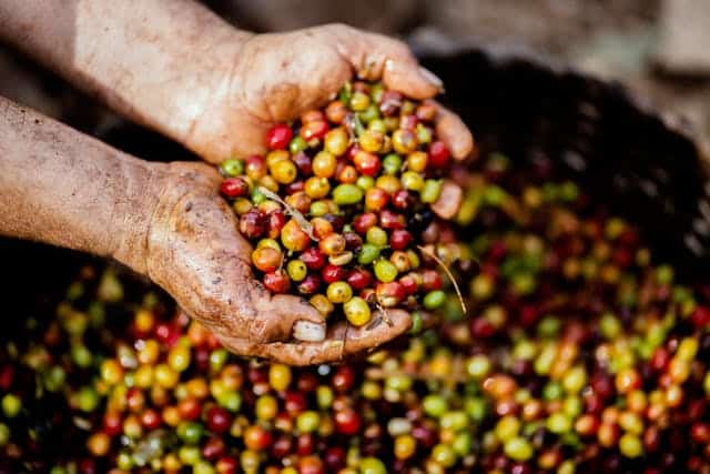 agile project management of coffee internationally in honduras