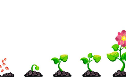 plant life cycle