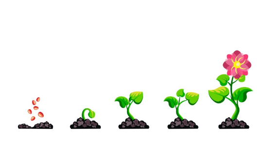 plant life cycle